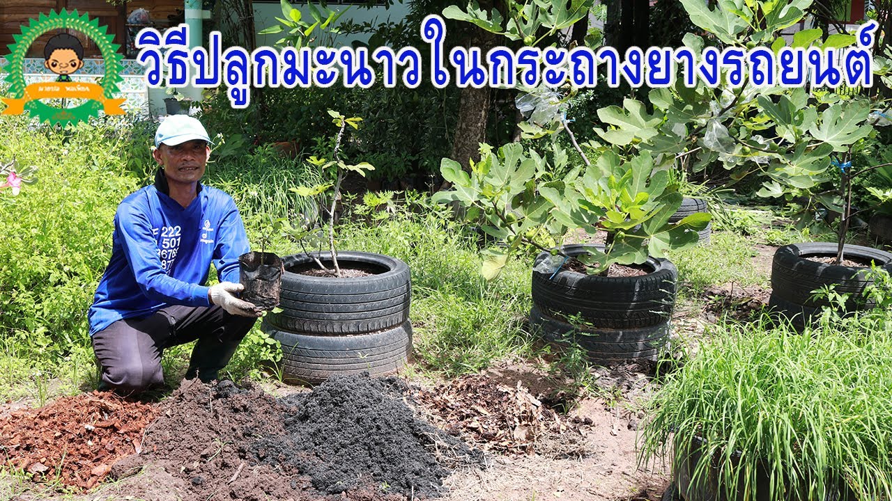วิธีปลูกมะนาว ในกระถางให้โตเร็วๆ