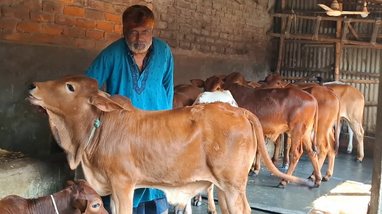 ২৩ ফেব্রুয়ারি 2026| স্পেশাল ৩ পিচ শাহীওয়াল ও গীর জাতের ষাঁড় বাছুর গরুর প্যাকেজ বিরামপুর থেকে