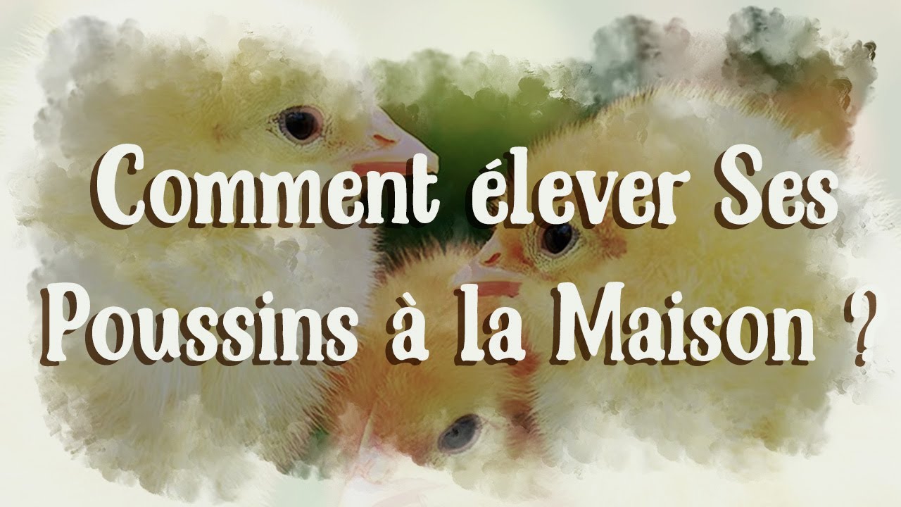 Comment élever ses poussins à la maison ?