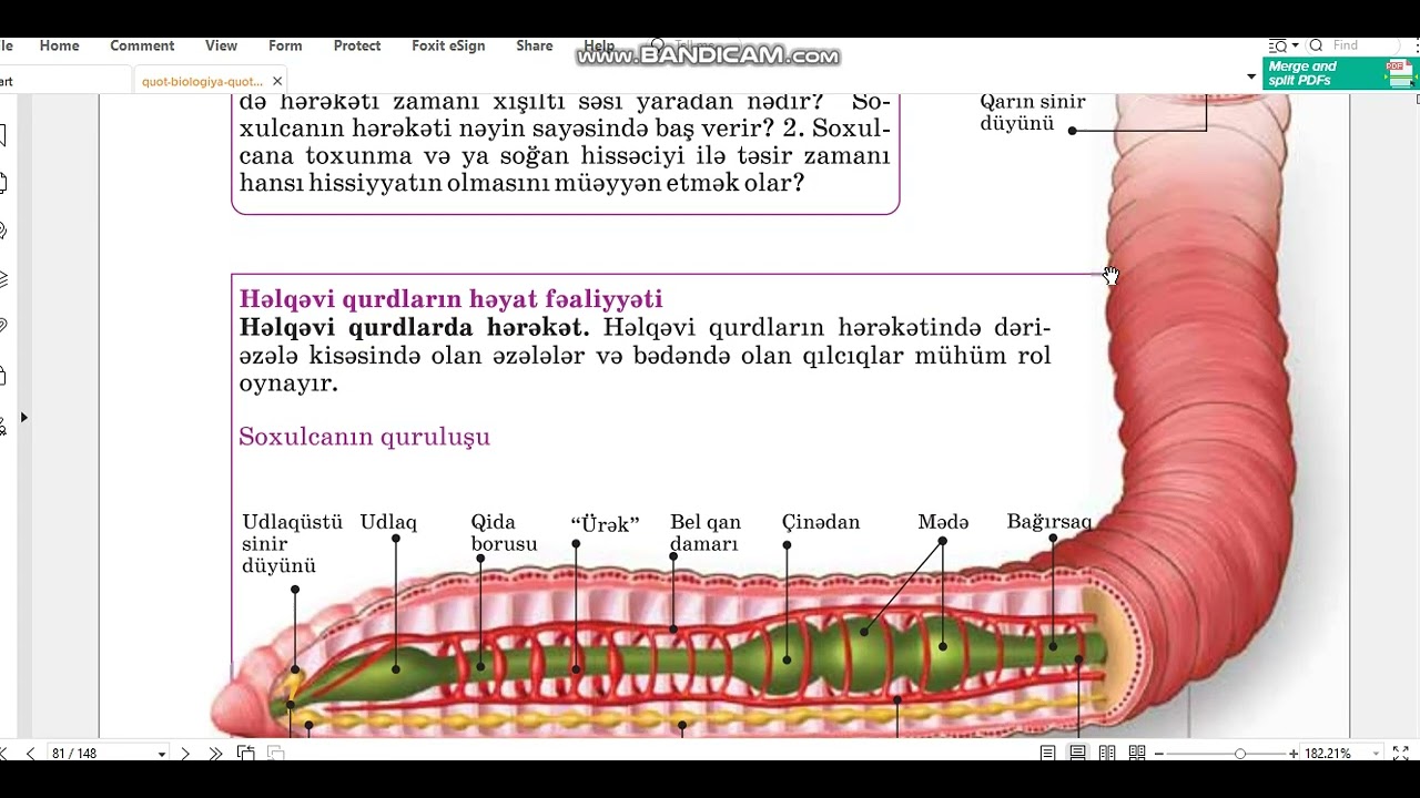 Həlqəvi qurdlar 2