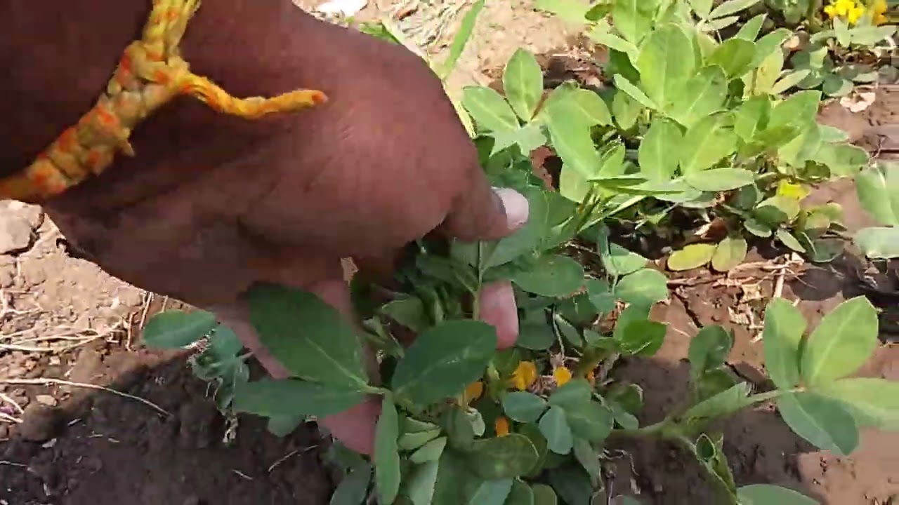 चार नंबरच्या व्हीलसने भिमूग पेरलेला कसा दिसतो #driver #agriculture #पेरणी यंत्र #vairal vidio 