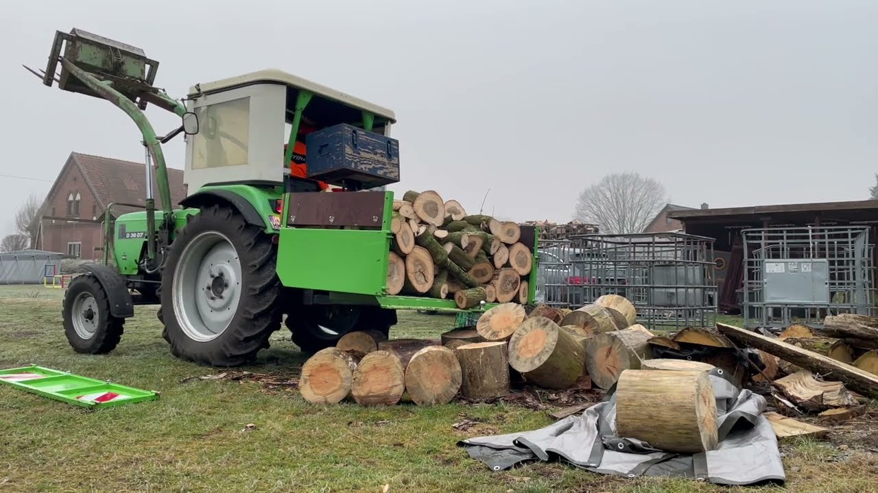 Brennholz holen: dünne Zwutschen absägen mit Deutz, Stihl und Echo. Birke und Eiche schneiden.