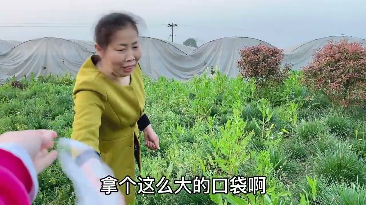 妈妈发现一块长野菜的地方，小娜赶紧拿口袋去装，嘉曦摘得不想走。知道野菜名的评论区见#挖野菜  #农村孩子的乐趣