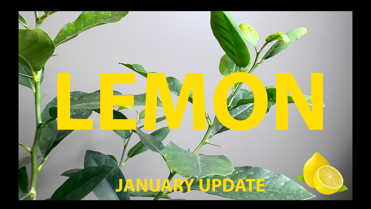 Lemon Tree Bonsai from Seed C - Update January 2024 #bonsai #lemon #citrus