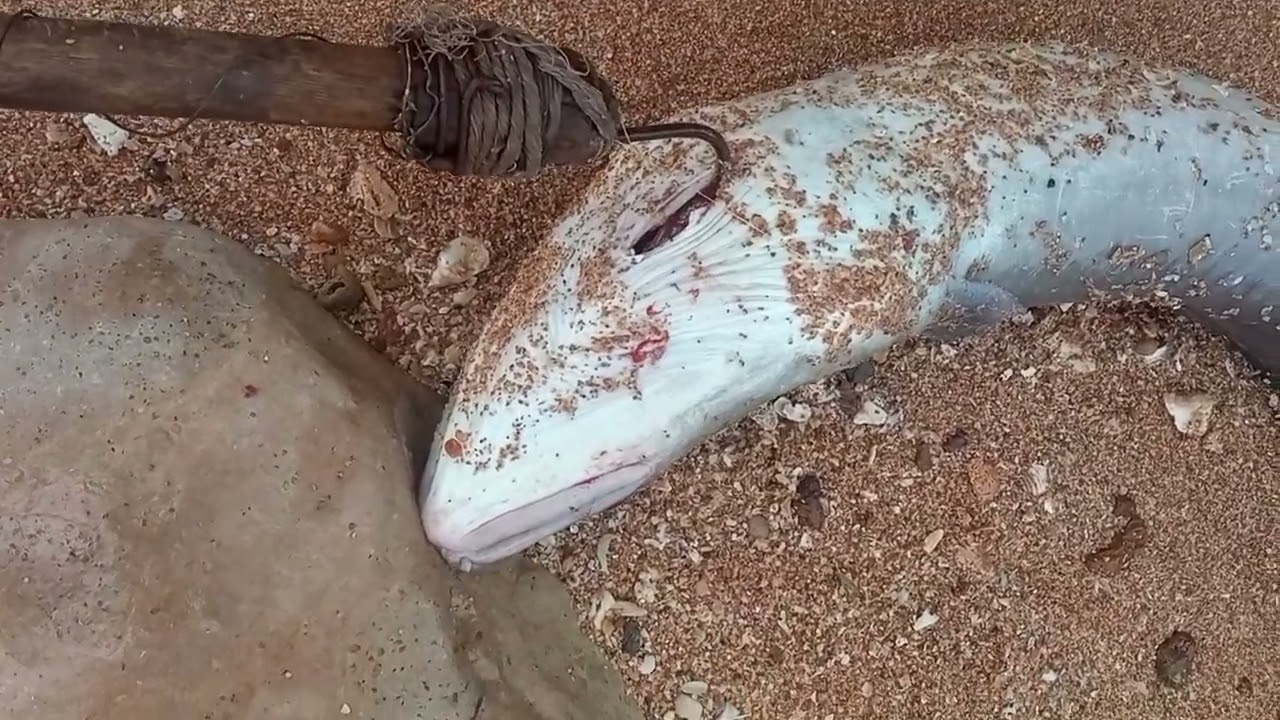 Vlog : صيد السمك بسنارة أخطر طريقة مجربة وفعالة 100٪ من شاطئ لكل مبتدئين Adventure_de_pêche_au_Maroc