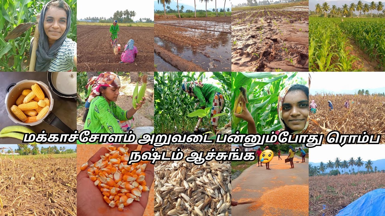 நீண்டநாள் பிறகு ஒரு சிறிய பதிவு😊🌽💚🌱|மக்காச்சோளம் விதைப்பு முதல் அறுவடை வரை🌱|#corn #maize #farming