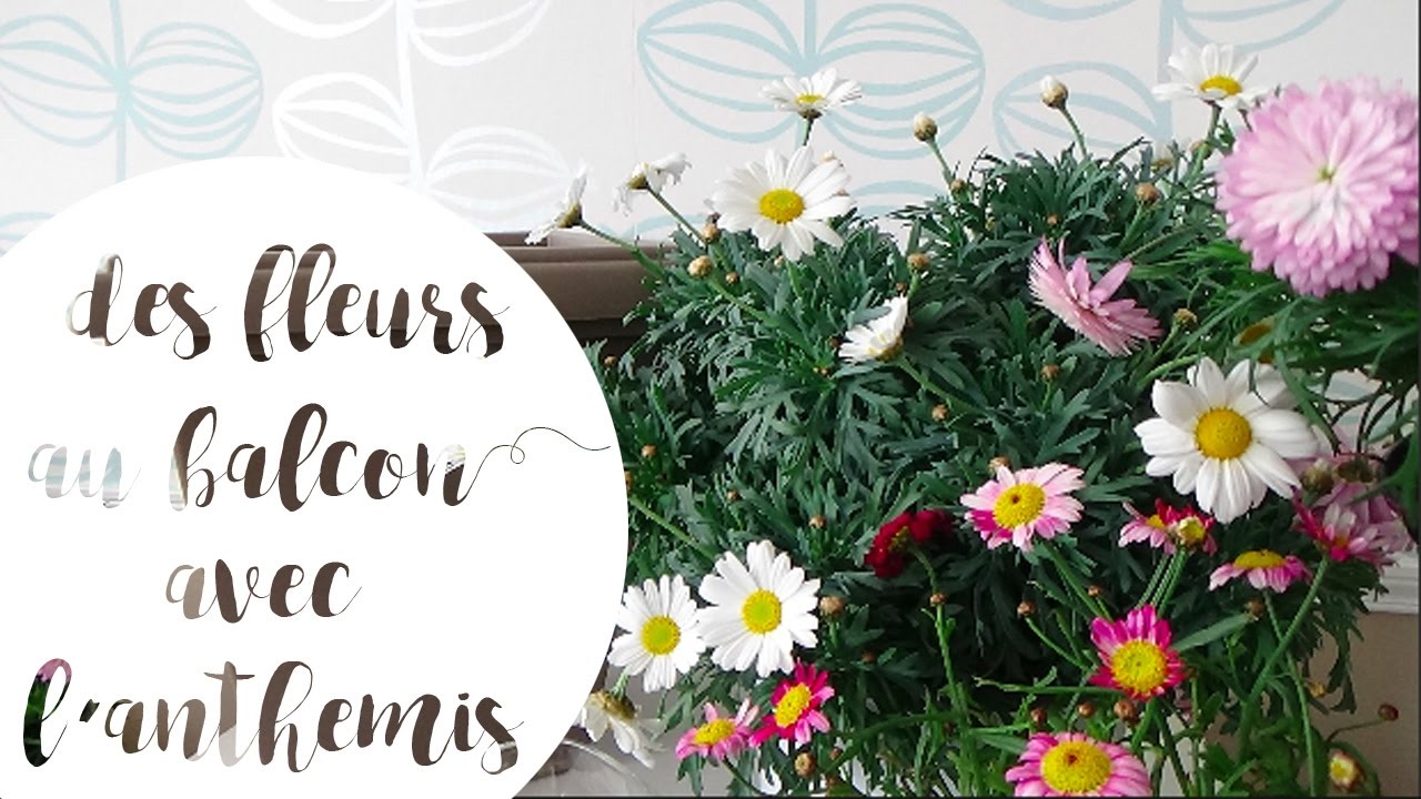 Un balcon fleuri du printemps aux gelées ? Optez pour l'anthemis ! Rempotage & conseils de culture