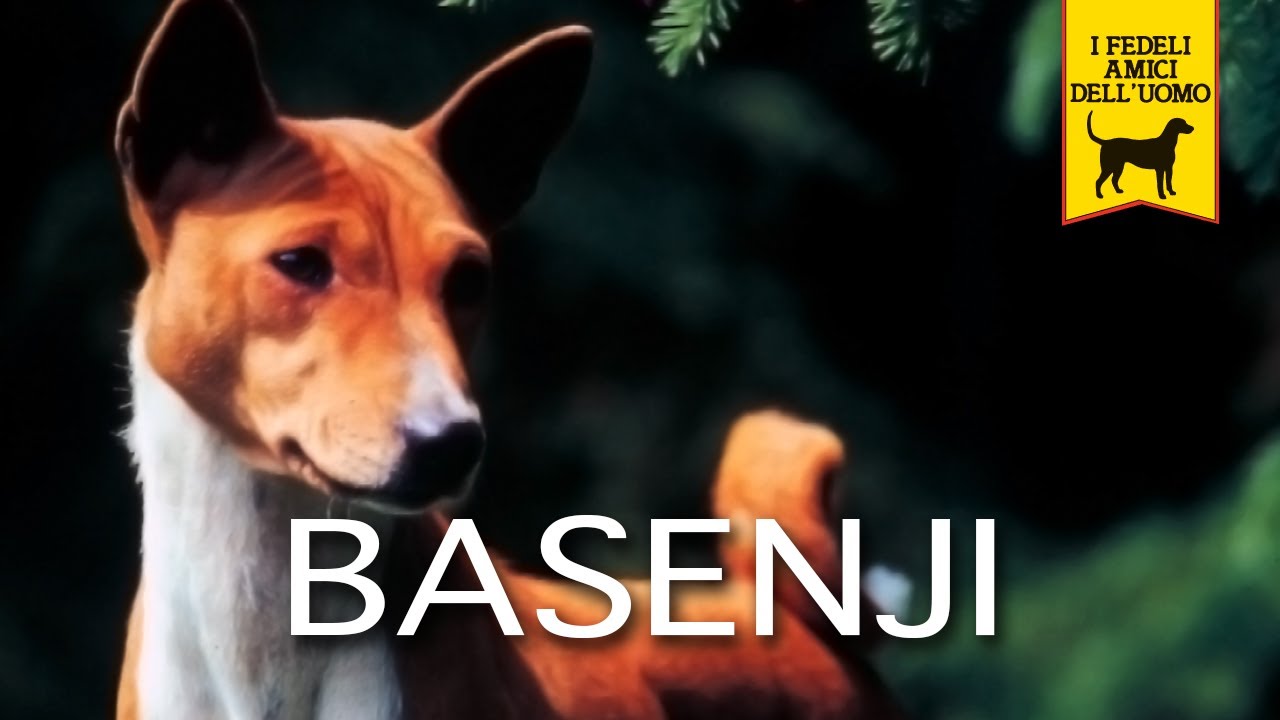 BASENJI trailer documentario (razza canina)