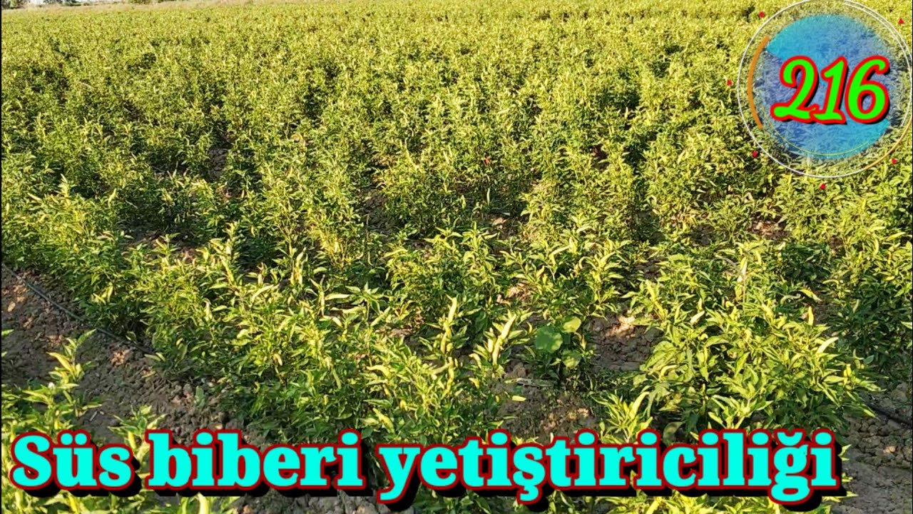 Turşuluk süs biberi yetiştiriciliği. Turşu biberi ceyhan sarı süs biberi mersin Tarsus 216