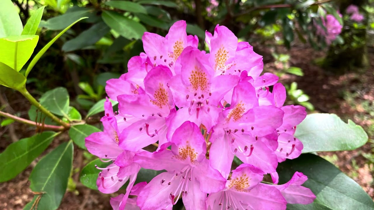 Long Island Hiking Trails - Fosters Path East Hampton