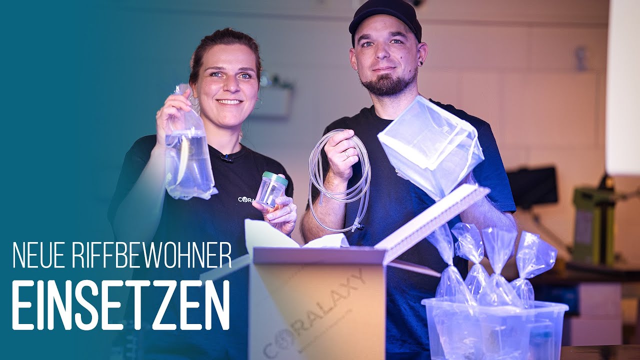 HOW-TO: Korallen & Fische ins Meerwasseraquarium einsetzen | Riffbewohner eingewöhnen | Coralaxy