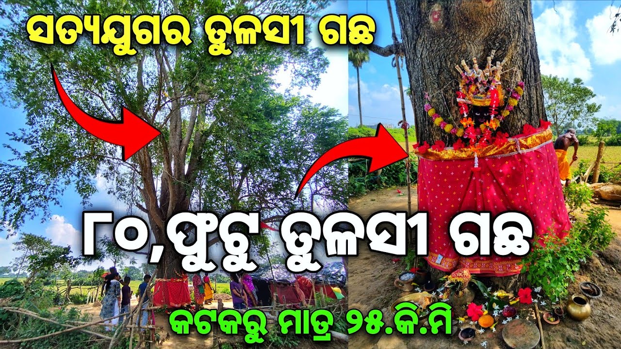 ବିରାଟ ତୁଳସୀ ଗଛ | 80 Feet Tulashi Tree Salepur | Big Basil Tree
