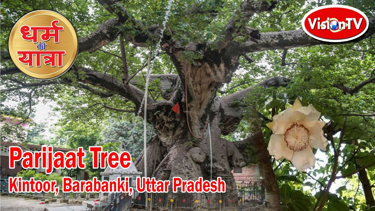 पारिजात वृक्ष, Parijaat Tree, Kalpa vriksha, Barabanki, U P. Download Vision TV World App now.