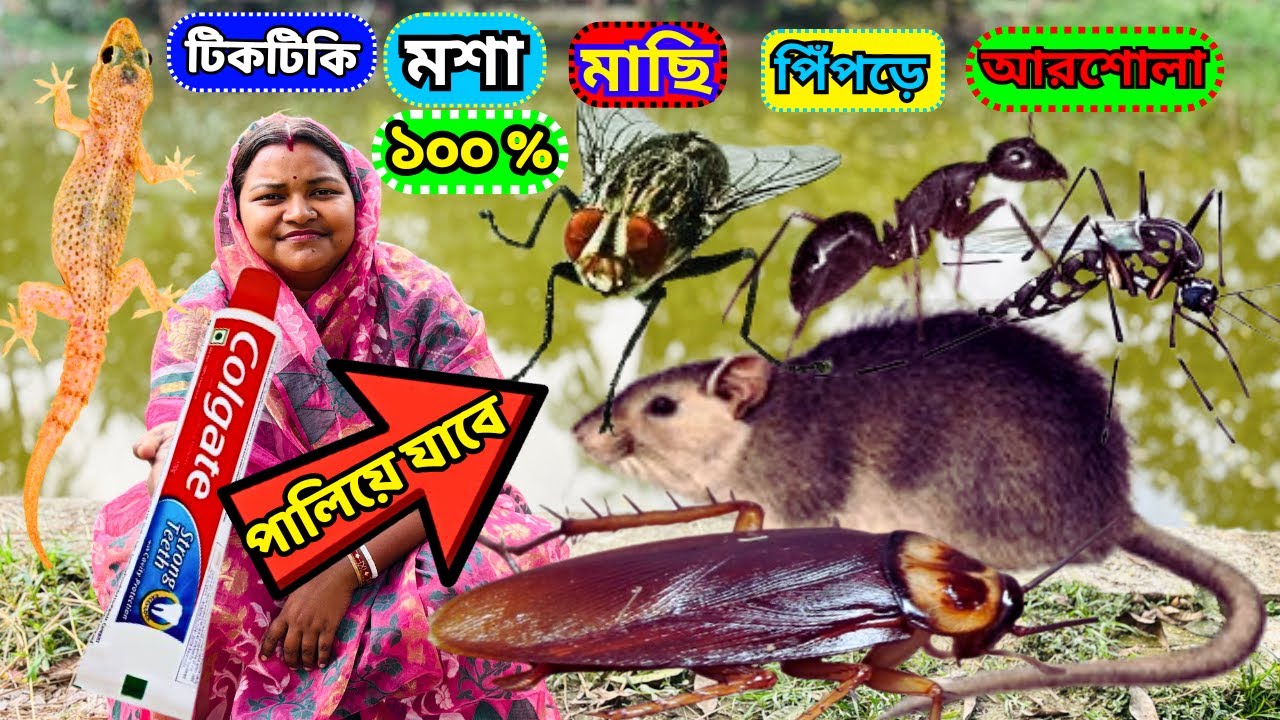 ৫মিনিটের মধ্যেই মশা মাছি পিঁপড়ে আরশোলা টিকটিকি সব উধাও হয়ে যাবে এই কাজ করলে // tips and tricks