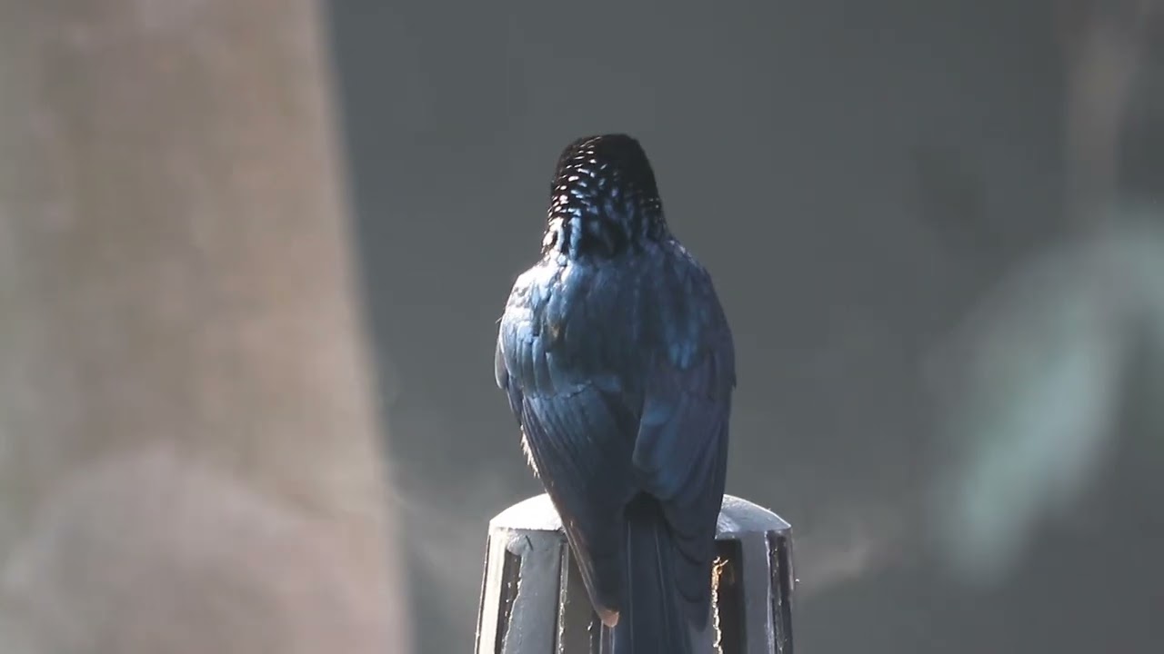 Black Bird ✅ | Wildlife Photography | 🐥
