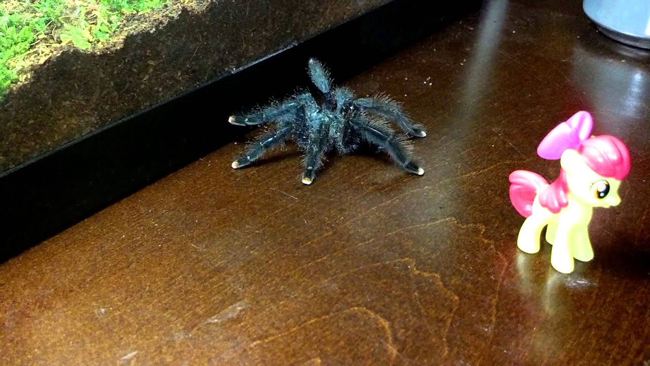 My Pink-Toe tarantula