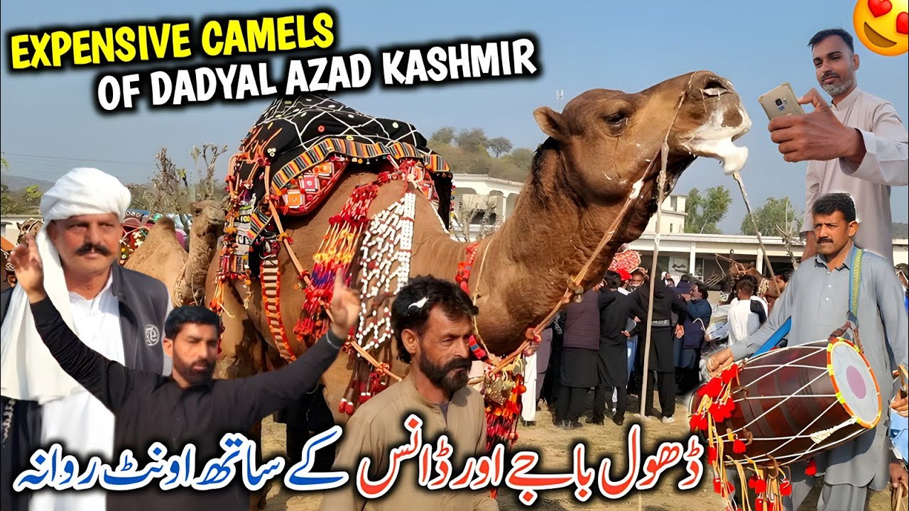 Expensive Camels Of Dadyal Azad Kashmir || Camels Set Off For Kalyam Mela With Dhool Baja And Dance