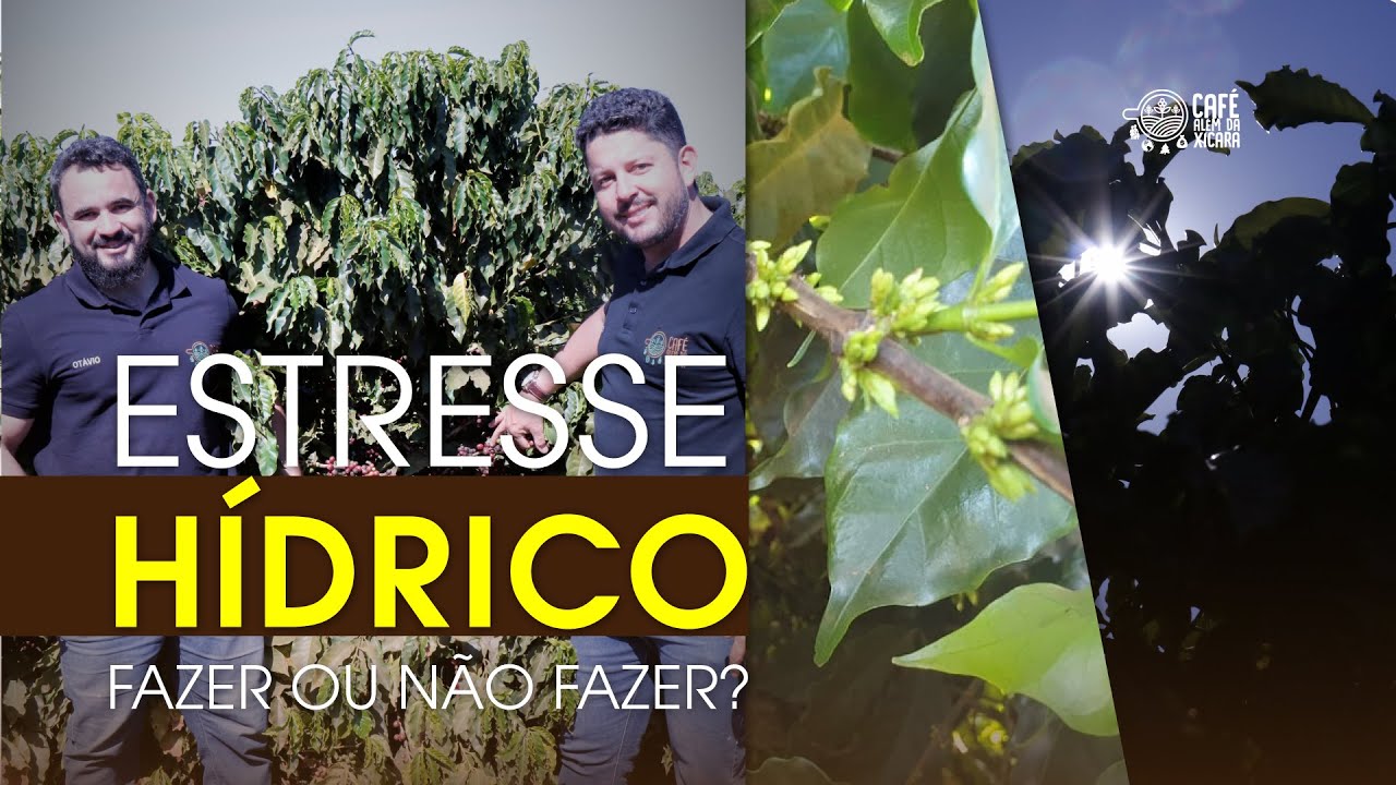 Estresse hídrico no café, fazer ou não fazer? | Café Além da Xícara
