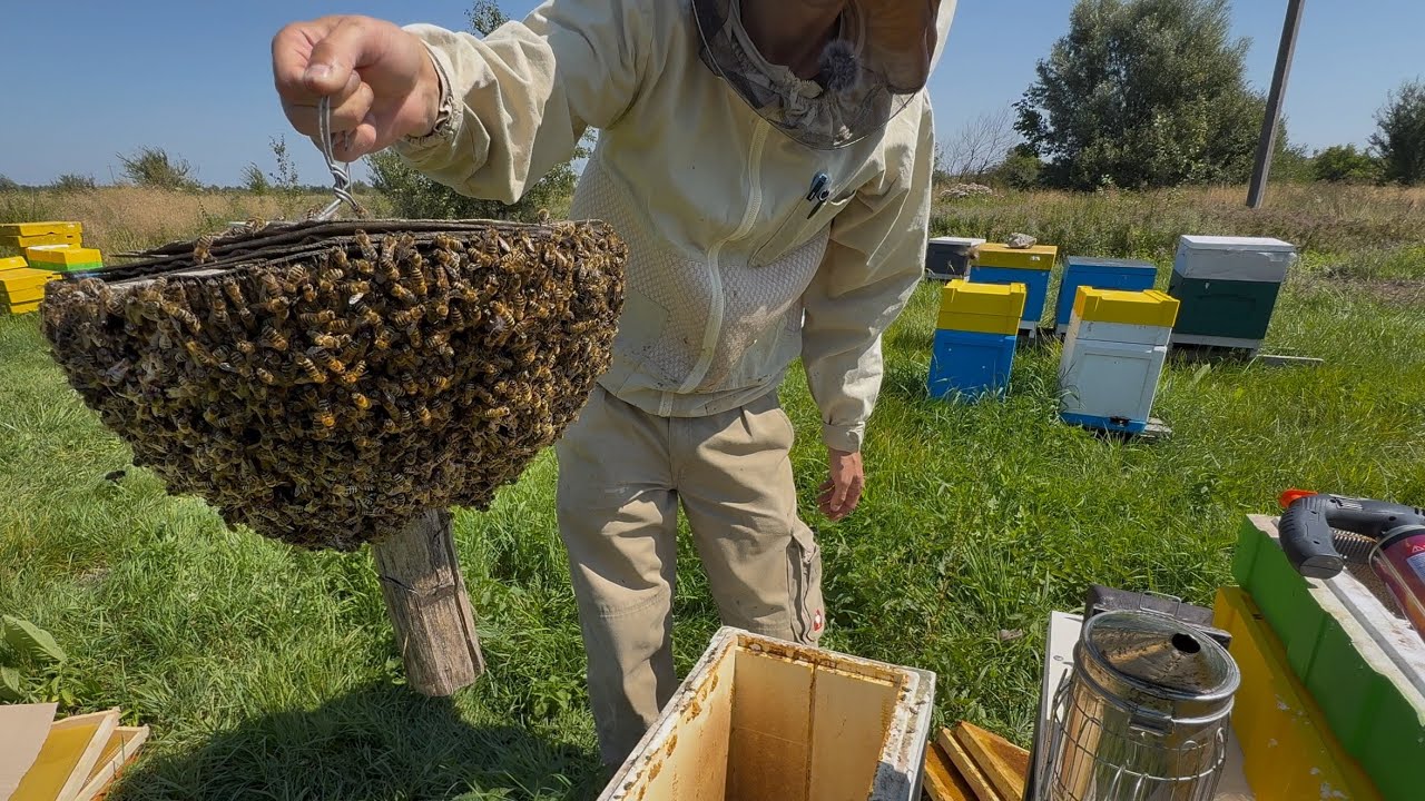 Про це знають 8% БДЖОЛЯРІВ, вони приховують цей метод.