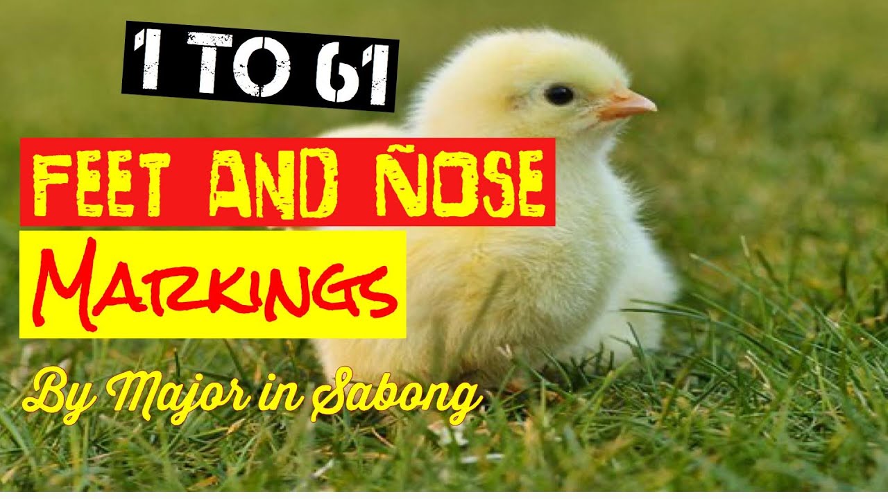 Feet and Nose Marking for Gamefowl