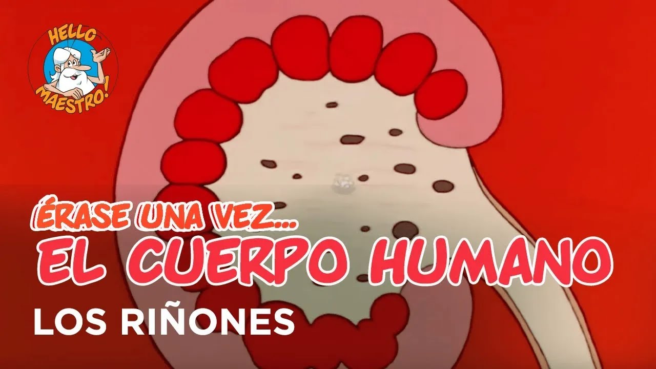 Erase Una Vez... El Cuerpo Humano - Los ri&ntilde;ones - Hello Maestro