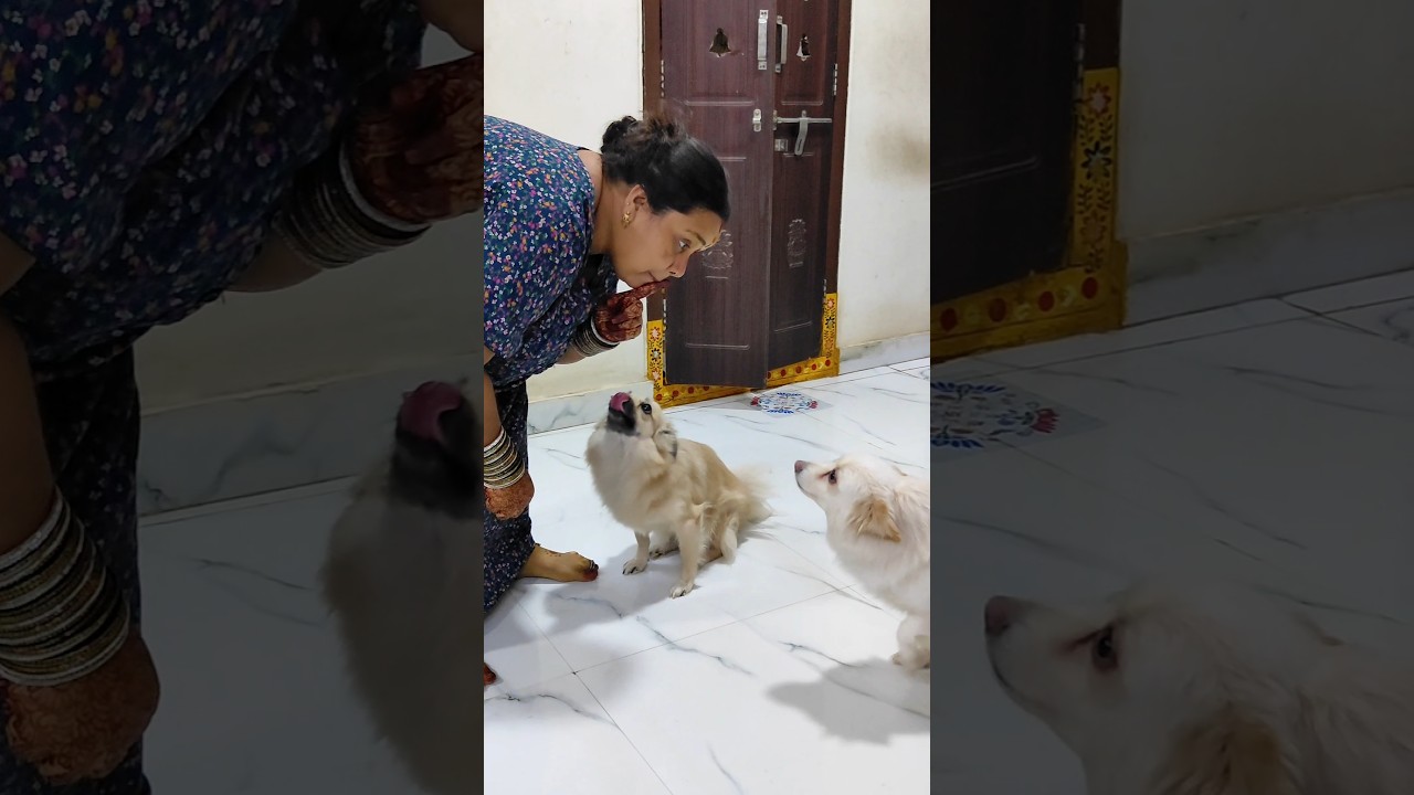 #puppylove #sharadha #petlover #trending #viral  #funny #medaram #tamil #entertainment #vlog #how