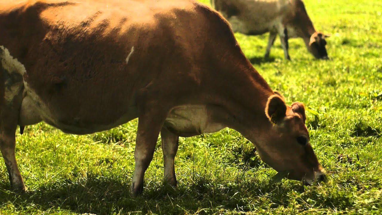 Rumiano Cheese Co. -- Non-GMO Organic Cheese