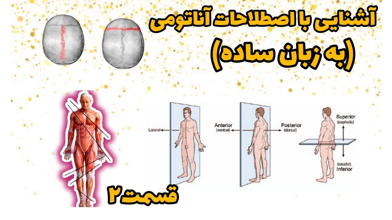 آناتومی(به زبان ساده) پلان های آناتومی، مدیال/لترال، اینفریور/سوپریور و...