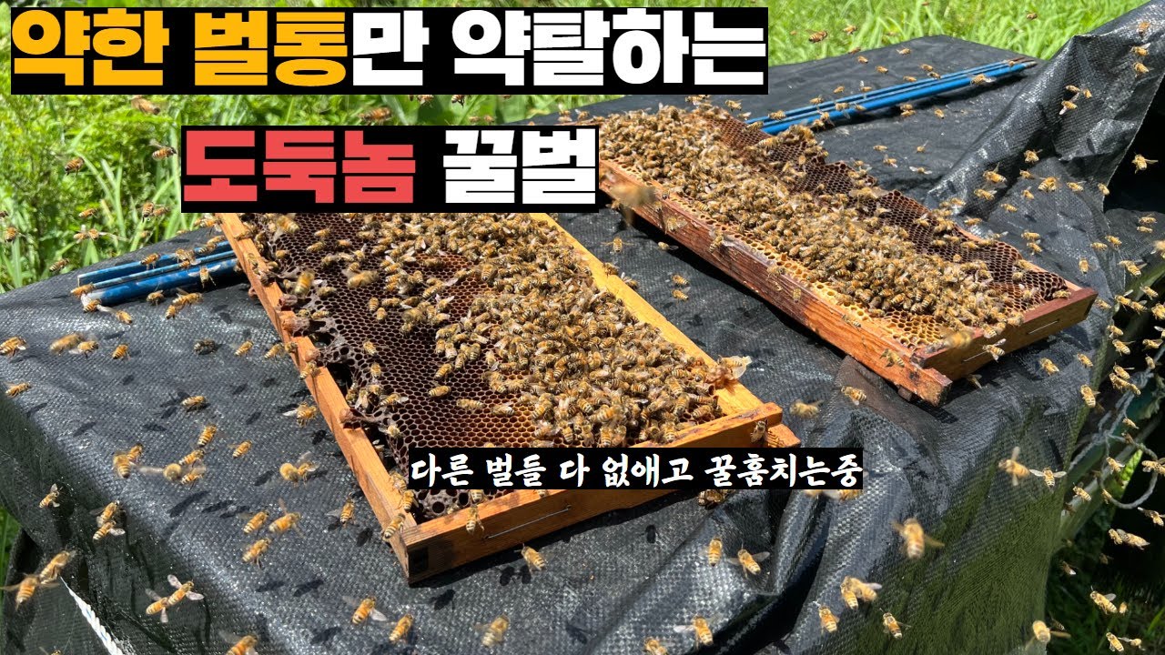 꿀이 없어지자 도적으로 전직해서 다른 벌통 꿀훔치는 벌들