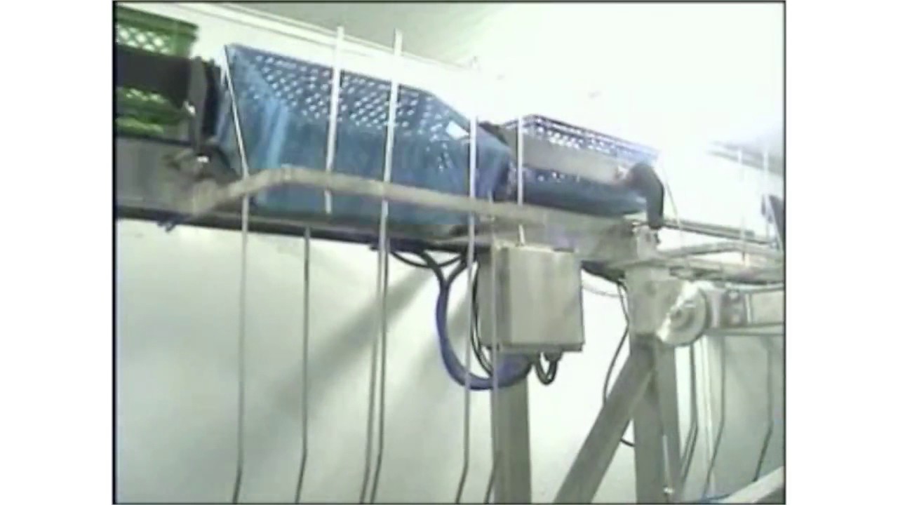 CALIBRADO Y PESAJE PELÁGICOS EZMA SOLUCIONES