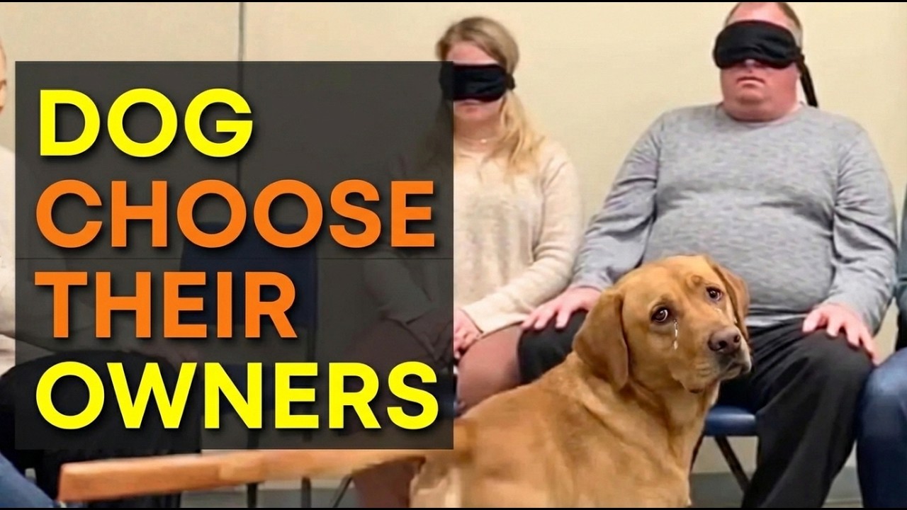 When Dogs Choose No One… 😭 Until a Moment That Melts Your Heart ❤️🐶