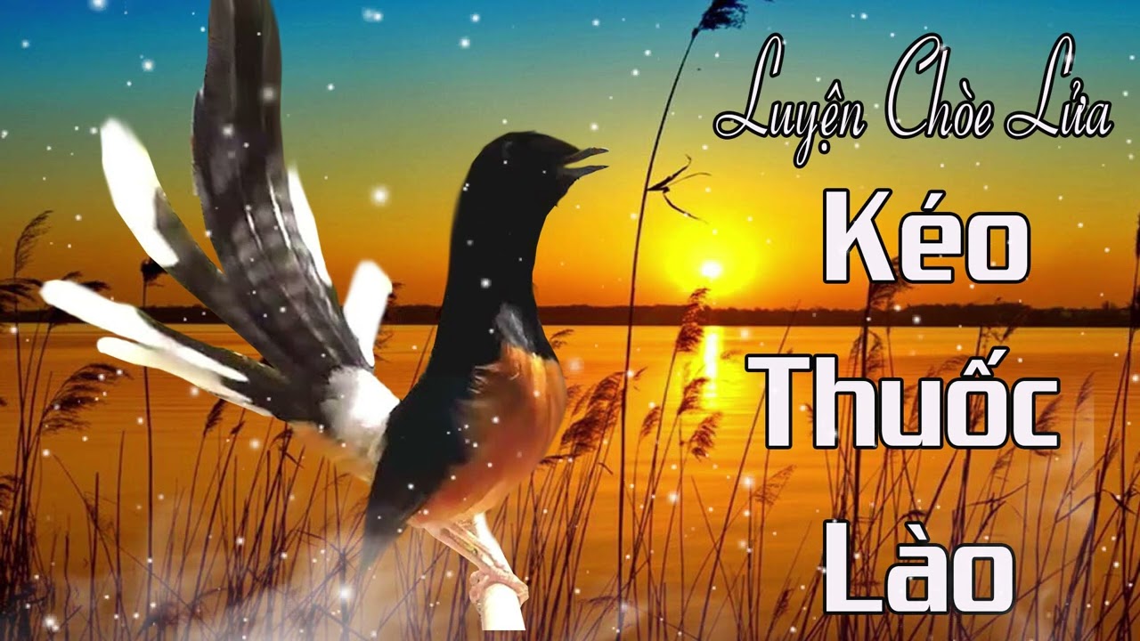 Chòe lửa KÉO THUỐC LÀO kèm Chòe Lửa Mái Hót Kích Trống | Luyện Chòe Lửa Kéo Thuốc Lào, Giọng Dây