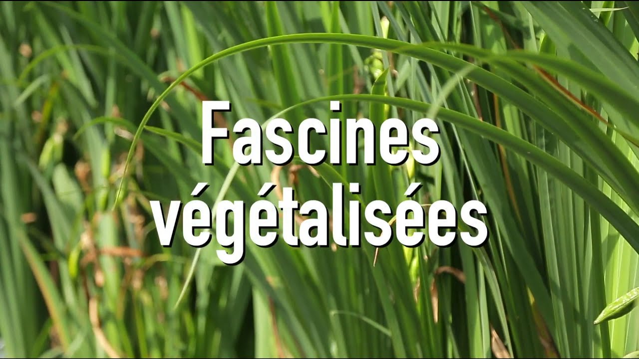Fascines Végétalisées