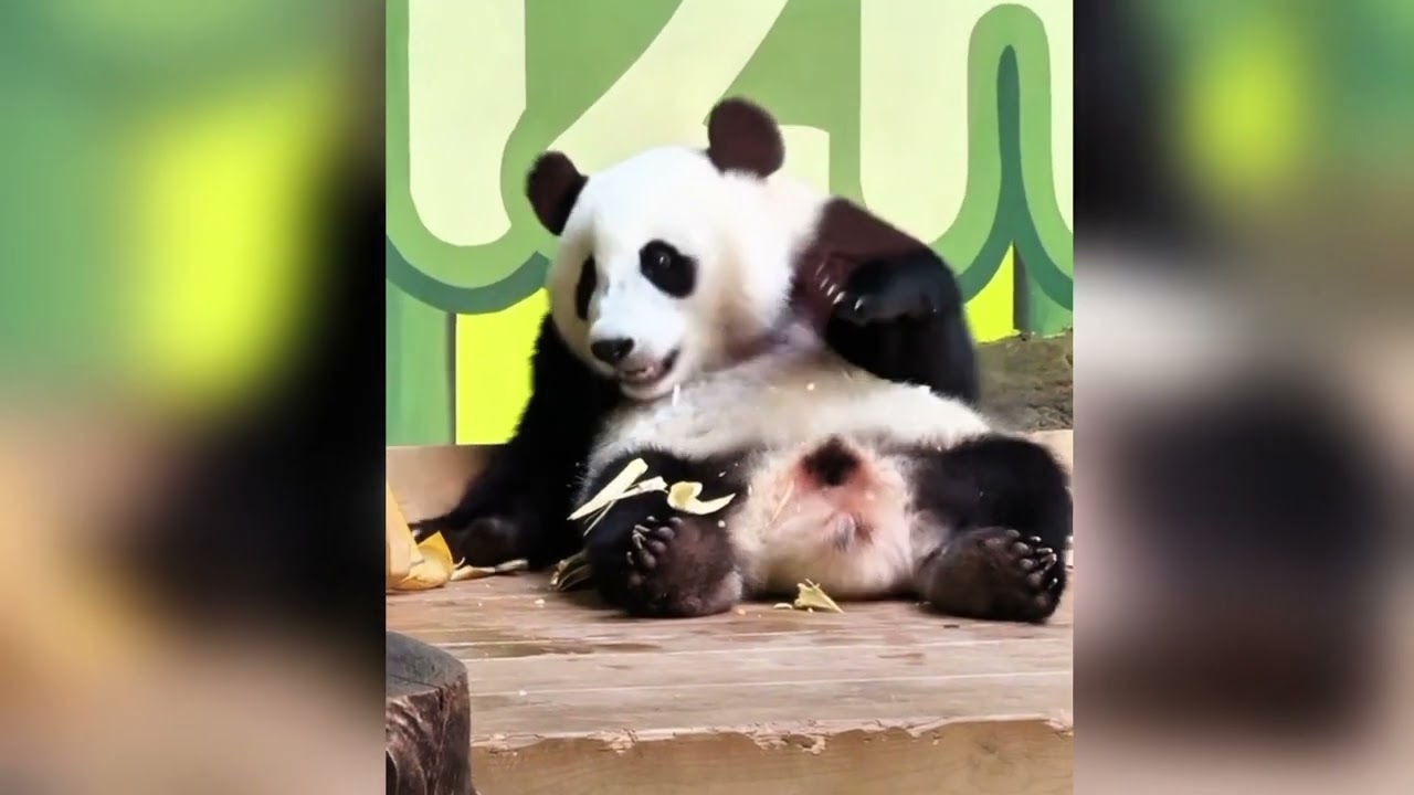 元旦快樂❤️午睡起床的妹豬獨自營業中/錄頻分享2