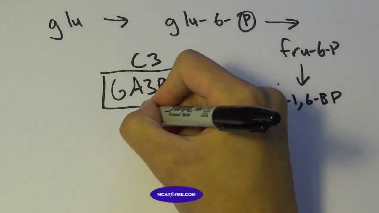 Biology Lecture: Glycolysis Part 1