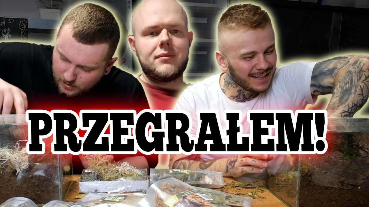 KTO ZROBI LEPSZE TERRARIUM? - OCENIA VENOMOUS ART
