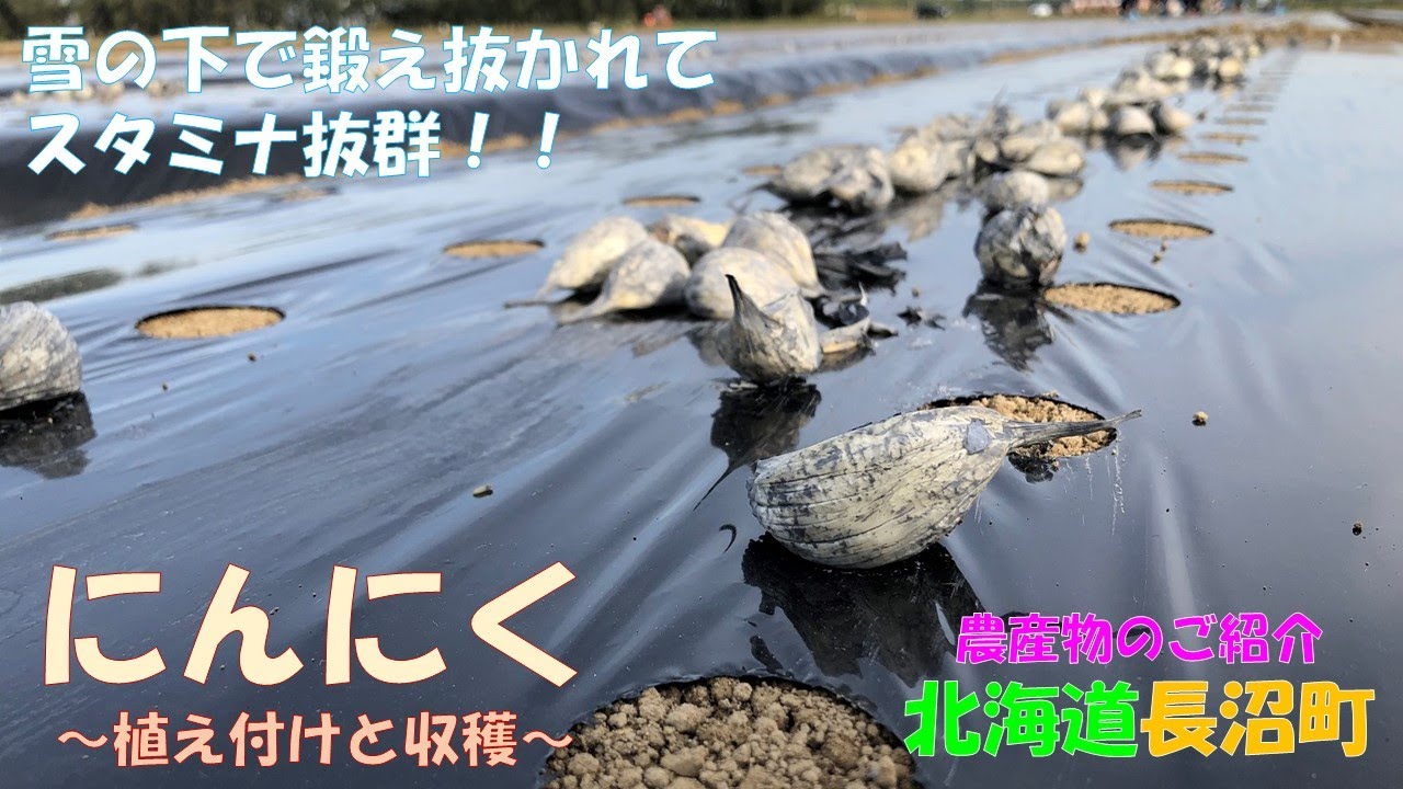 長沼町の農産物のご紹介～にんにく～