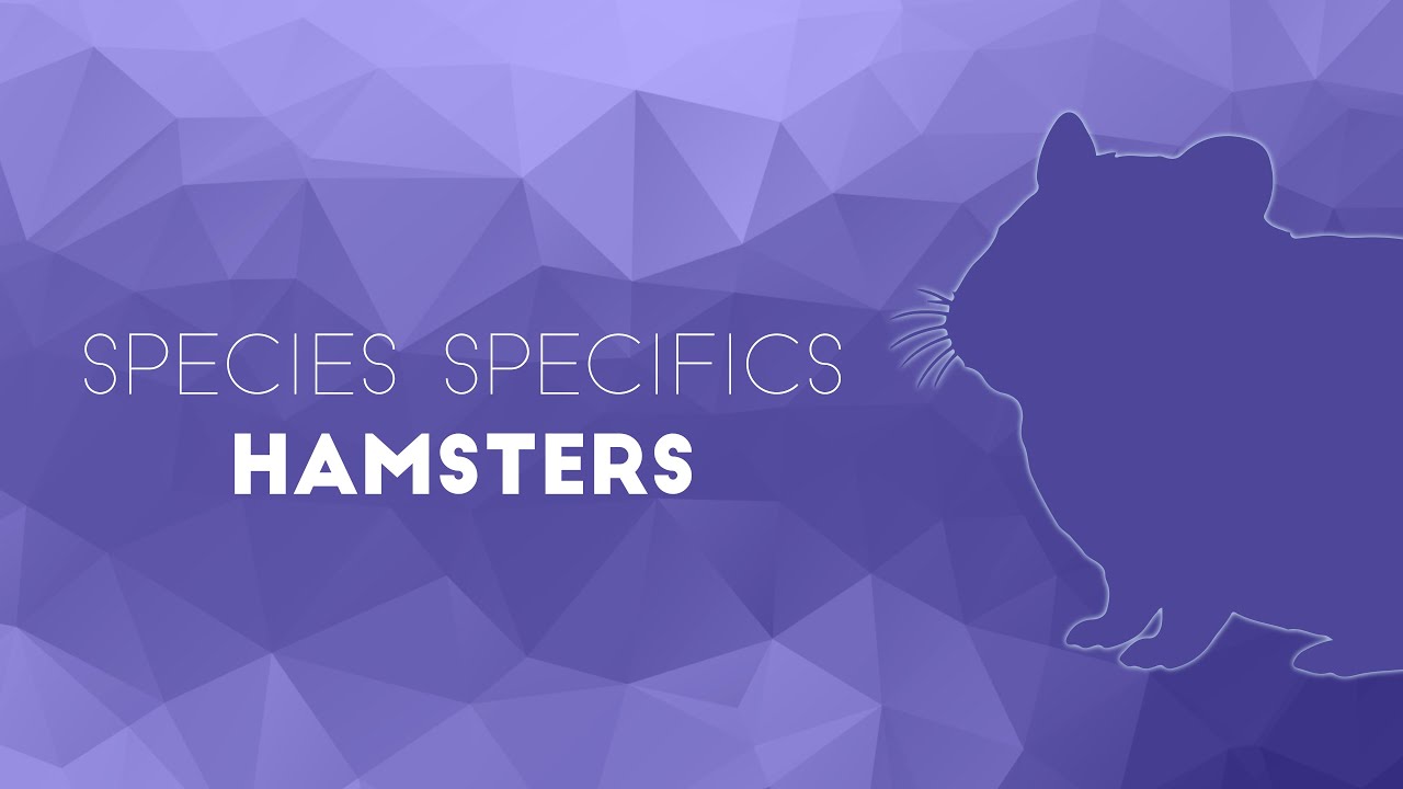Hamster Diseases You Need To Know for the NAVLE - Species Specifics