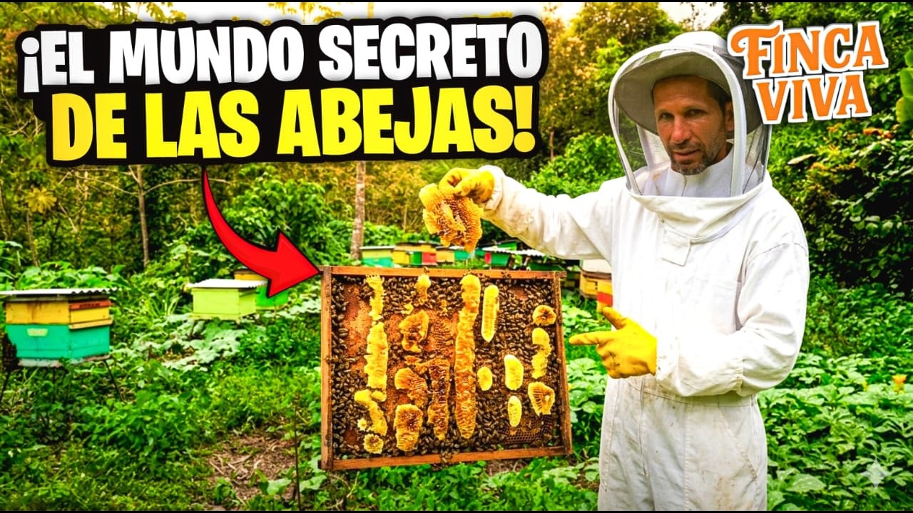 El Mundo Secreto de las Abejas en Costa Rica: Dentro de una Colmena Gigante