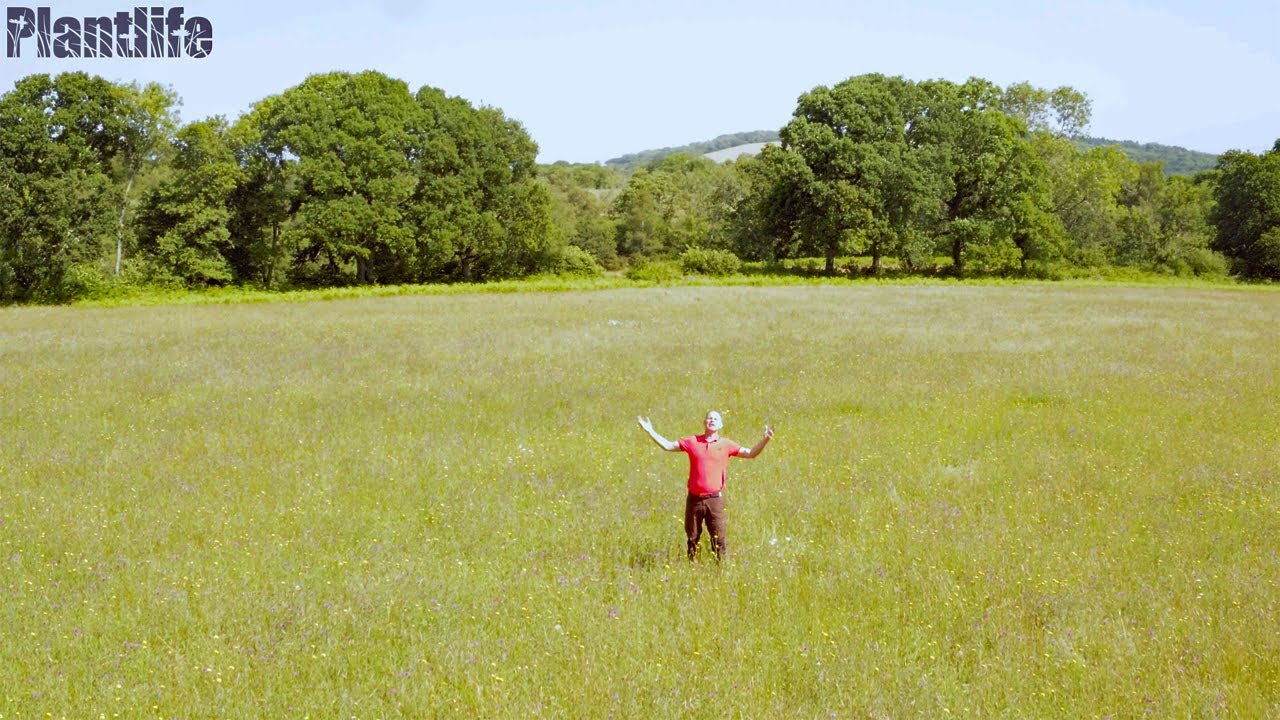 #NationalMeadowsDay: Mike Dilger explores Plantlife's gorgeous Ryewater Farm Nature Reserve