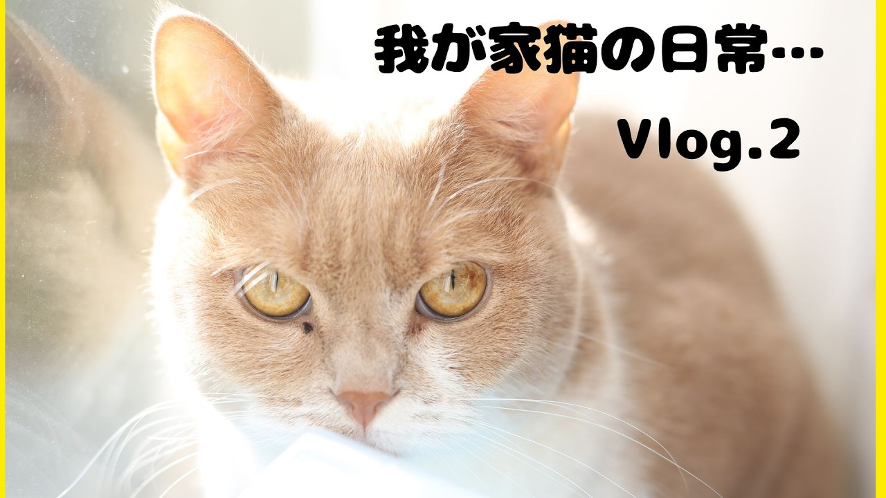 猫をただただ見守る動画　膝の上でくつろぐ姿、撫でられたい猫、トイレで頑張る猫をのんびり楽しんで！26年2月4日