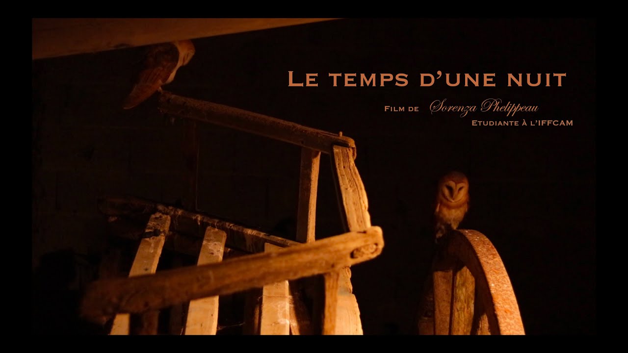 Documentaire - Chouette effraie : Le temps d'une nuit