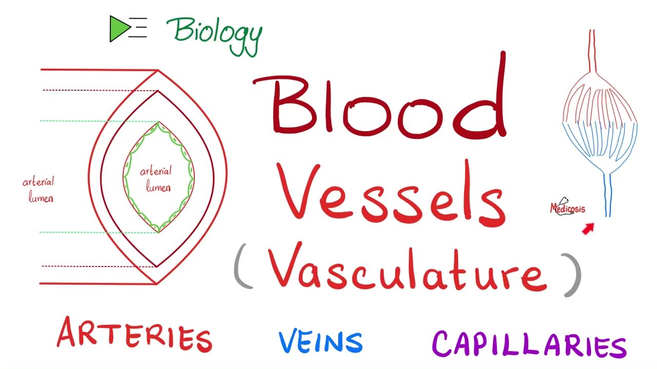 Blood 🩸 Vessels 🚢 (Vasculature) - Arteries, Arterioles, Capillaries, Venules & Veins