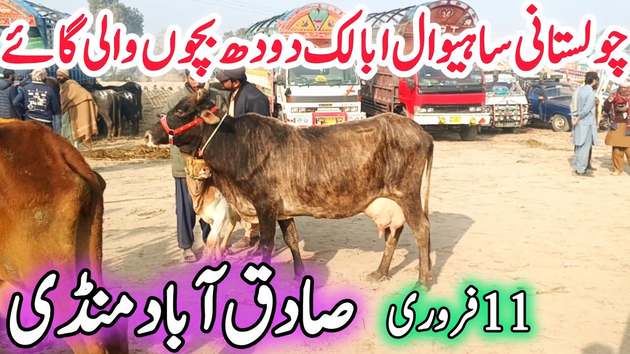 Today Sadiqabad Cow Mandi | Cholistani Sahiwal Ablak Doodh Bacho wali Cow | Cow Mandi update 