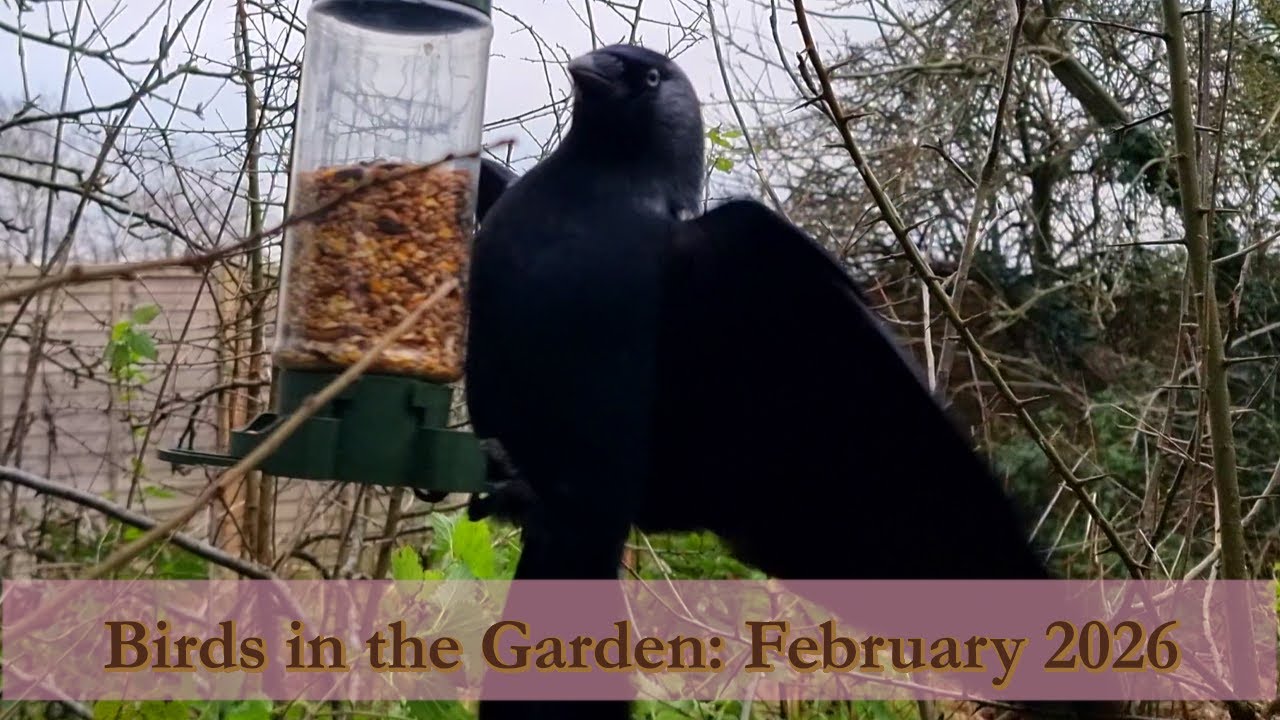 A February morning at the seed feeder, with a surprise visitor 🐦 | February 2026 [4K] [60fps]