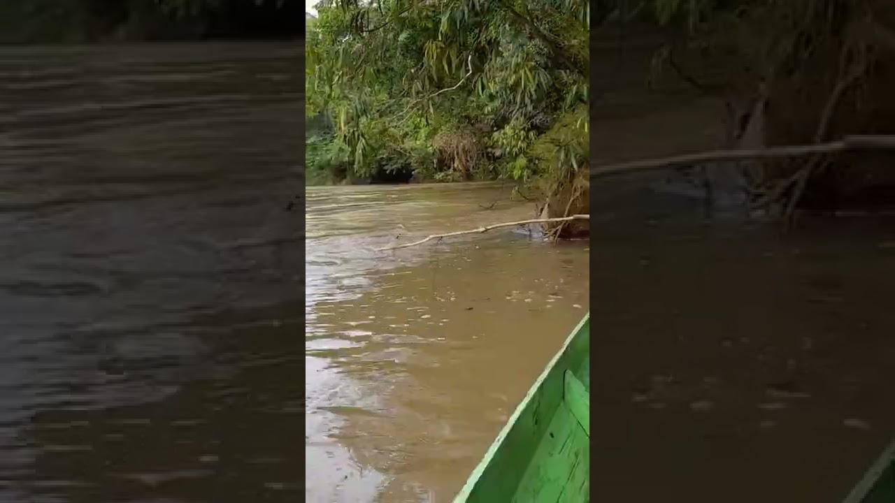 ikan baung 