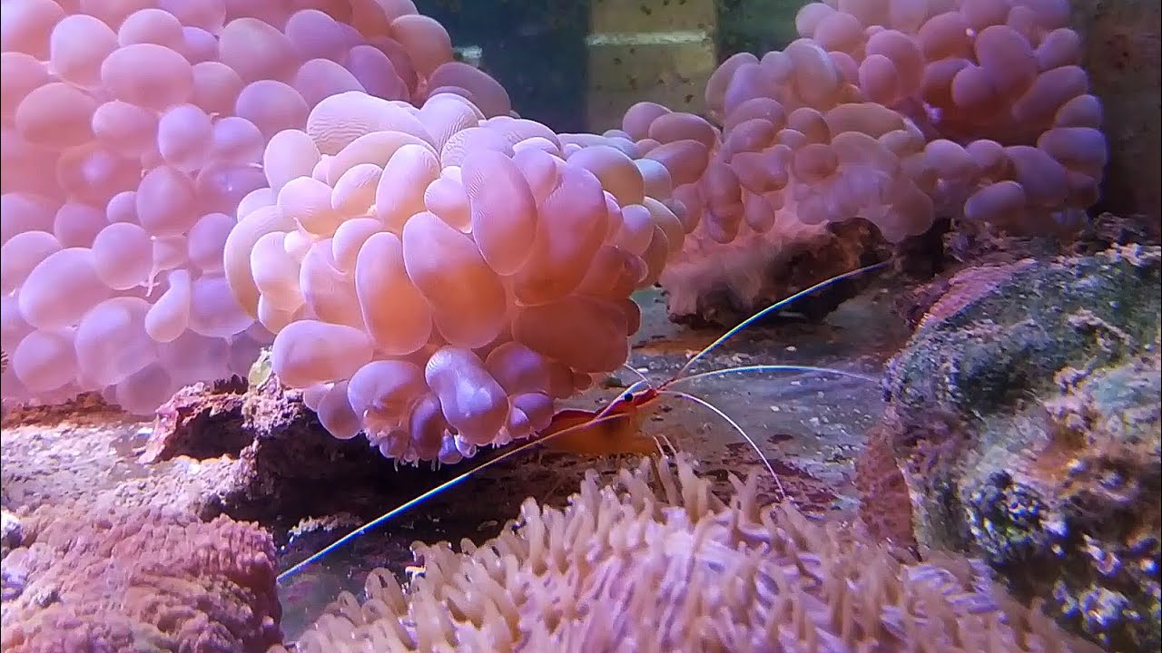 Аквариальный комплекс - выбираем морскую живность