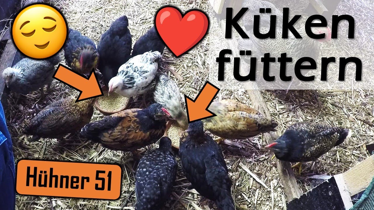 🍚🐤 Wir füttern zusammen die 5 Wochen alten #Küken - #Kükenfutter #Glucke #Naturbrut #Hühner 51