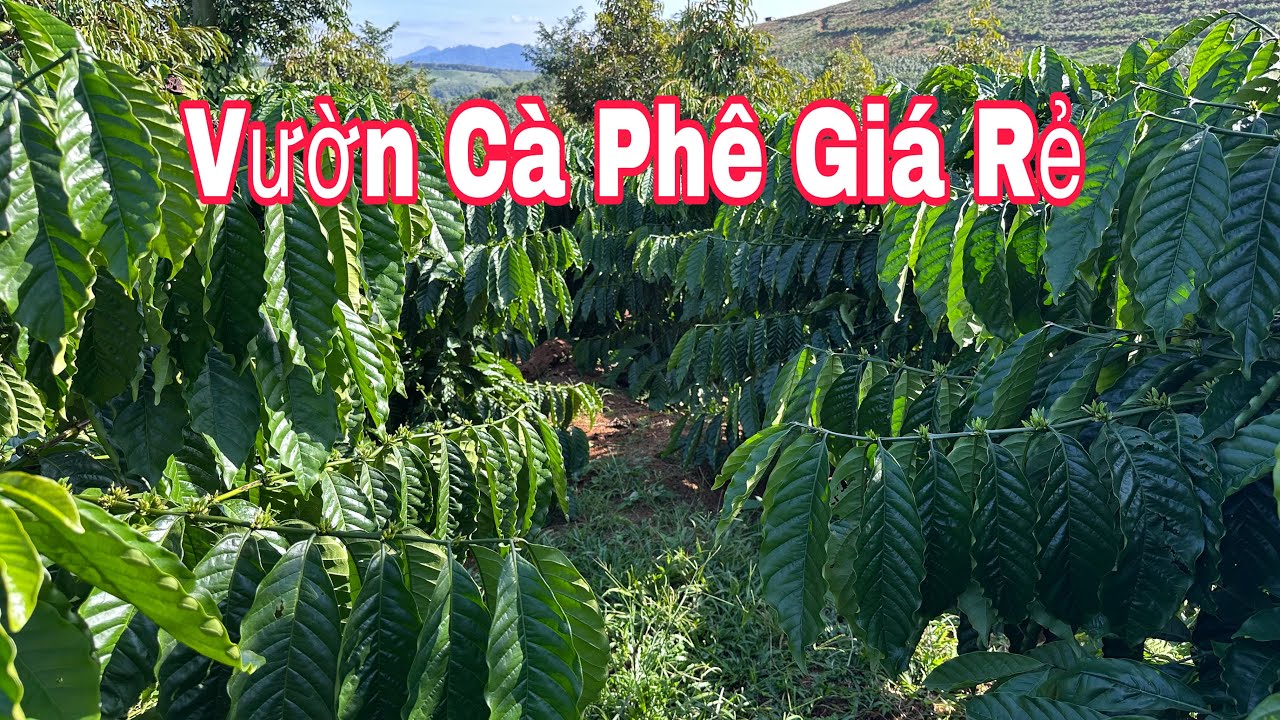 1,5 Ha Cà Phê Giá Rẻ 