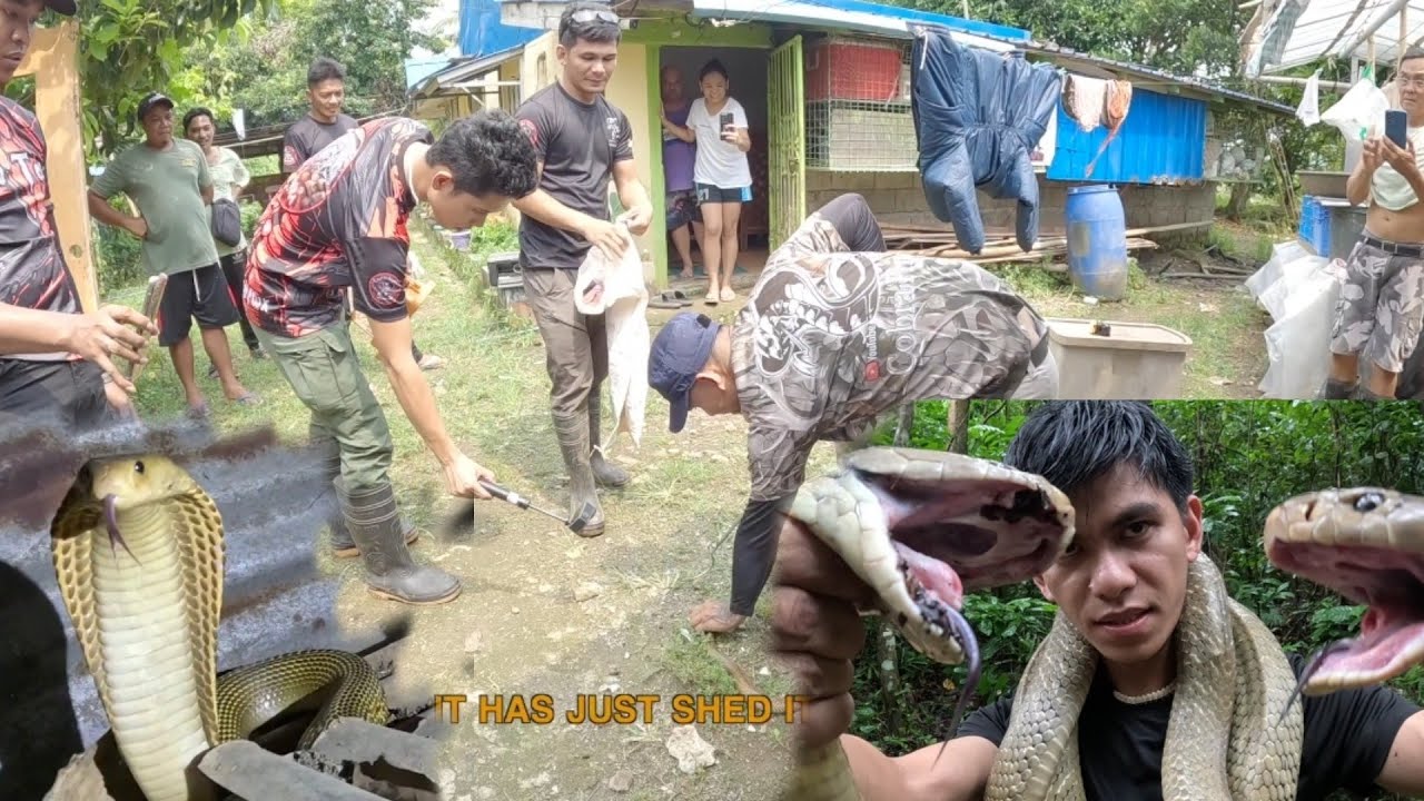 ANG MGA COBRANG MATATAPANG SA PAGBILAO QUEZON